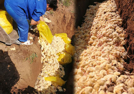 افزایش قیمت و کمبود مرغ، با معدوم سازی جوجه‌ها