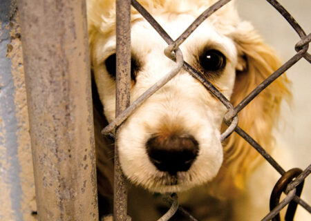 لایحه حمایت از حیوانات در انتظار تصویب مجلس