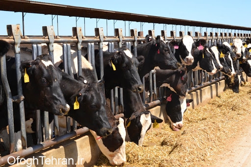 خرید شیر با قیمت کیلویی ۱۲ هزار تومان از دامداران