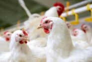 چرا باید مرغ های ۱.۵ تا ۲ کیلوگرمی را انتخاب کنیم؟
