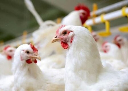 آمارگیری فعالیت‌های چهارگانه پرورش مرغ