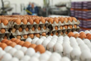 کاهش قیمت تخم‌مرغ در بازار