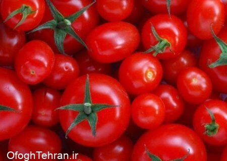 افزایش قیمت گوجه فرنگی در بازار میوه