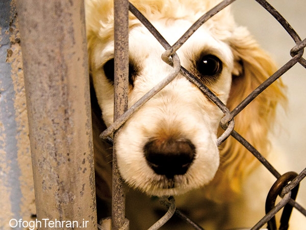 لایحه حمایت از حیوانات در انتظار تصویب مجلس