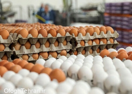 ترانزیت و صادرات بیش از ۳۰۰ تن تخم مرغ از کاشمر