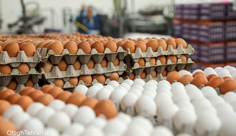 تولید روزانه ۳ هزار و ۴۰۰ تن تخم‌مرغ