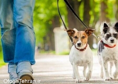 تشدید آلرژی با حیوانات خانگی