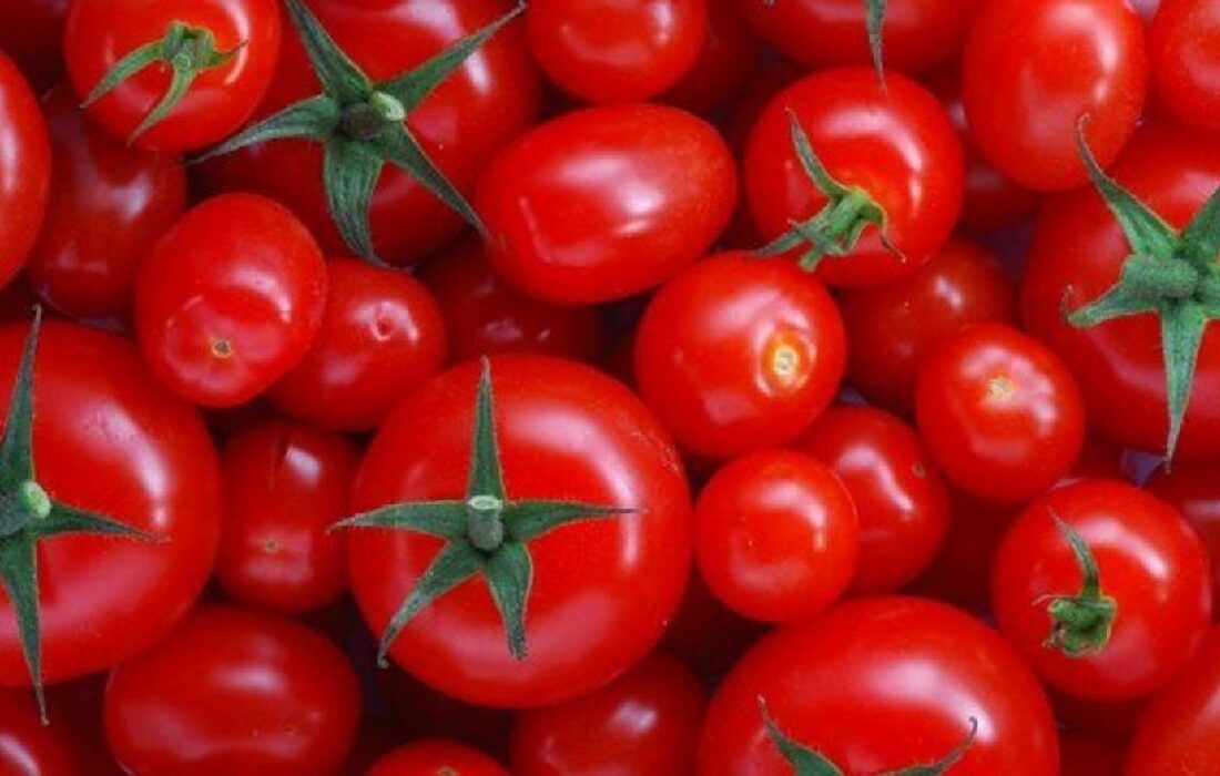 گوجه فرنگی مفیدترین خوراکی برای ریه‌ها