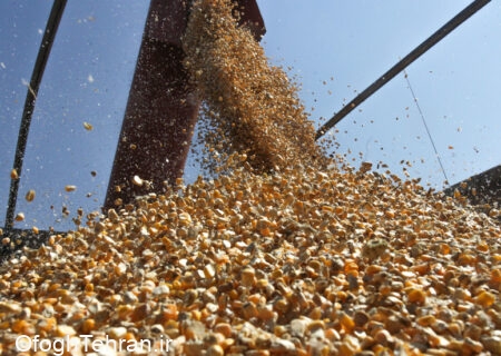 چین ۱۵۰ میلیون تن گندم خریداری کرد