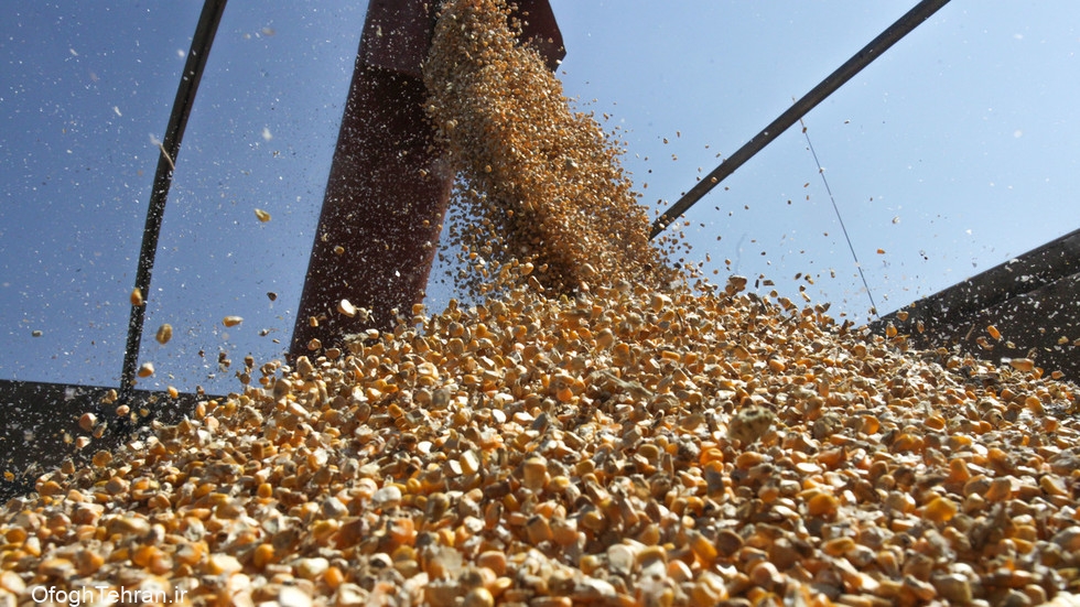 چین ۱۵۰ میلیون تن گندم خریداری کرد