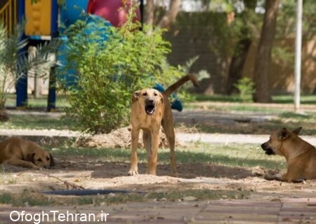 وجود ۶ هزار سگ بدون صاحب در تهران